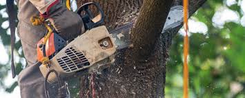 Best Tree and Shrub Care  in Fairfax Station, VA