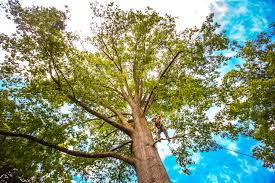Best Tree Disease Treatment  in Fairfax Station, VA