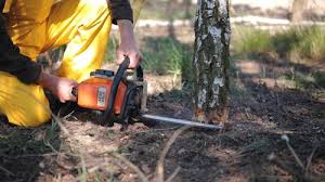 Best Storm Damage Tree Cleanup  in Fairfax Station, VA