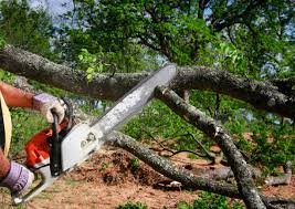 Best Commercial Tree Services  in Fairfax Station, VA