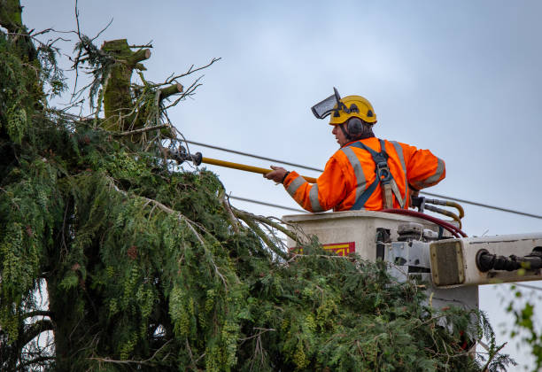 Best Hazardous Tree Removal  in Fairfax Station, VA