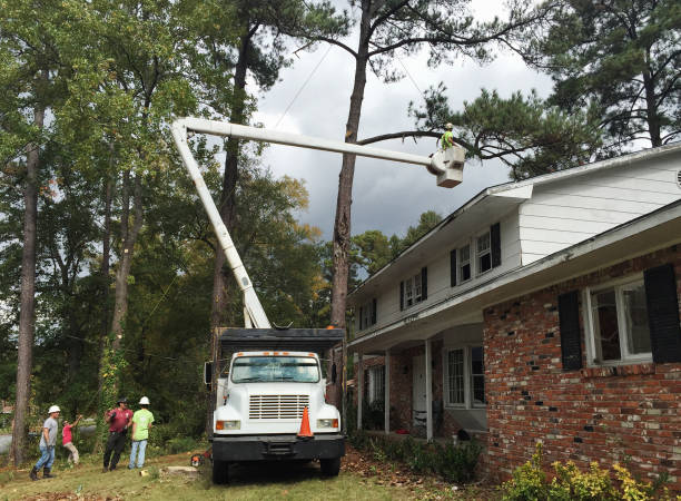 Best Tree Preservation Services  in Fairfax Station, VA