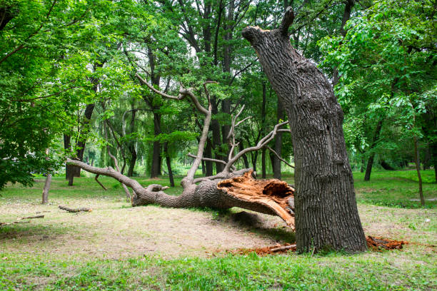 Best Stump Grinding and Removal  in Fairfax Station, VA
