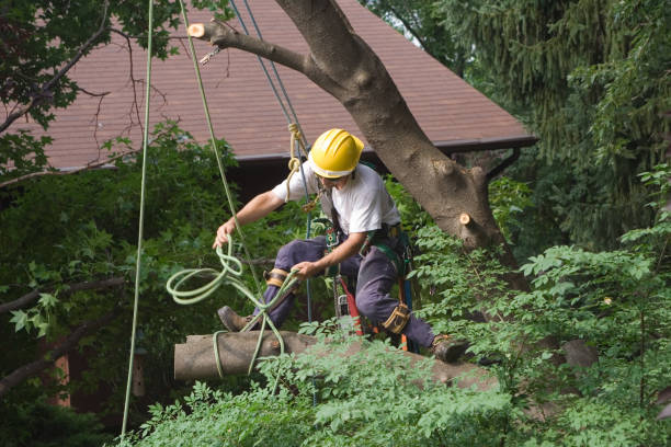 Fairfax Station, VA Tree Care Company