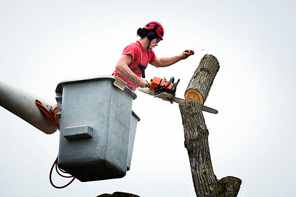 Best Hedge Trimming  in Fairfax Station, VA