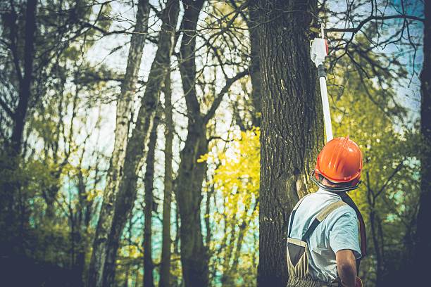 Best Tree Health Inspection  in Fairfax Station, VA