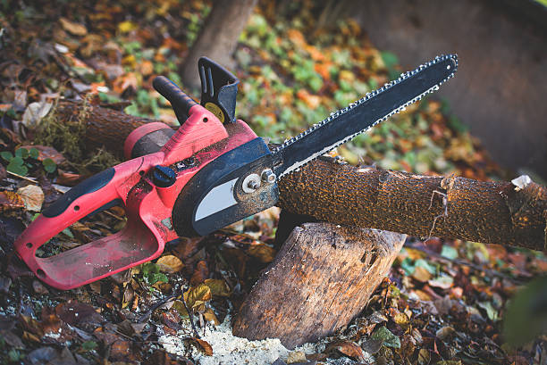 How Our Tree Care Process Works  in  Fairfax Station, VA