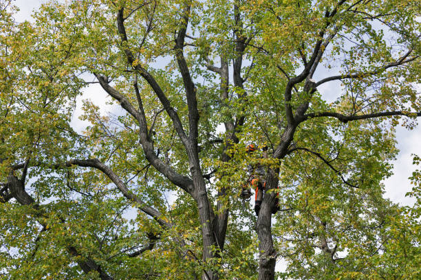 Best Leaf Removal  in Fairfax Station, VA